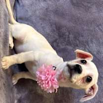 Thumbnail photo of Deja #3