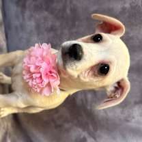Thumbnail photo of Deja #4