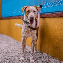 Thumbnail photo of Rocco #3
