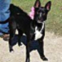 Thumbnail photo of Dixie #1