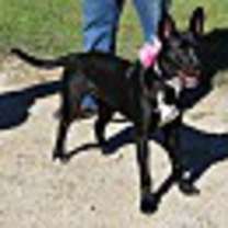 Thumbnail photo of Dixie #3