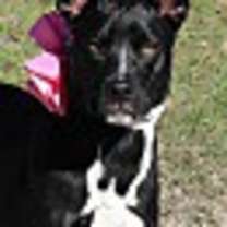 Thumbnail photo of Dixie #2
