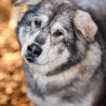 Thumbnail photo of DAKOTA #1