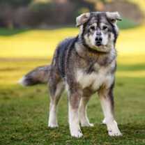 Thumbnail photo of DAKOTA #3