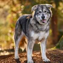 Thumbnail photo of DAKOTA #4
