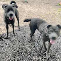 Thumbnail photo of Troubles(foster care) #2