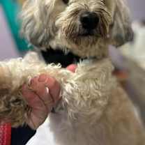 Thumbnail photo of Harper-PUPPYMILL RESCUE #1