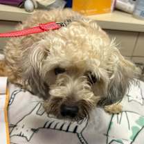 Thumbnail photo of Harper-PUPPYMILL RESCUE #2
