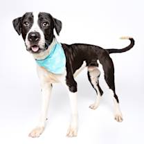 Thumbnail photo of Sox #3