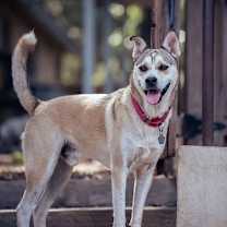 Thumbnail photo of Chevy #1
