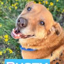 Thumbnail photo of RUSTY #1