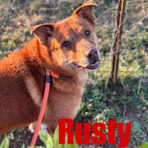 Thumbnail photo of RUSTY #2