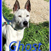 Thumbnail photo of Ghost #2
