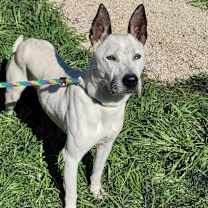 Thumbnail photo of Ghost #3