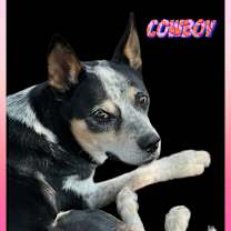 Thumbnail photo of COWBOY #1