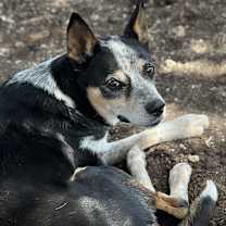 Thumbnail photo of COWBOY #2