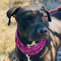 Thumbnail photo of CASSIDY #4