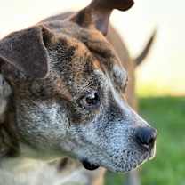 Thumbnail photo of ZIGGY #3
