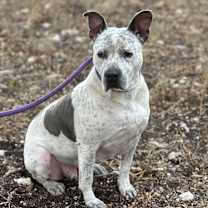 Thumbnail photo of Oreo #1