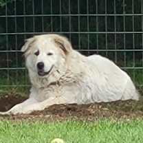 Thumbnail photo of Bonnie #4
