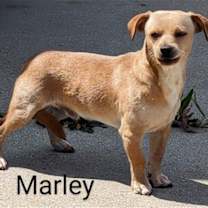 Thumbnail photo of Marley #2