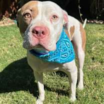 Thumbnail photo of Ziggy #3