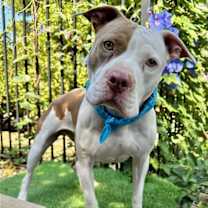 Thumbnail photo of Ziggy #4