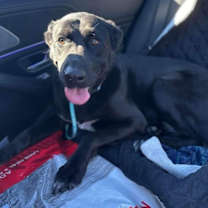 Thumbnail photo of Hazel #3