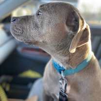 Thumbnail photo of Penny #4
