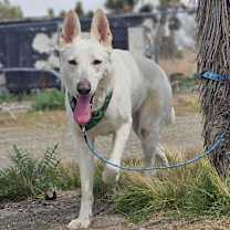 Thumbnail photo of Luna(shepherd) #1