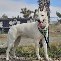Thumbnail photo of Luna(shepherd) #3