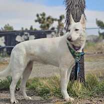 Thumbnail photo of Luna(shepherd) #4