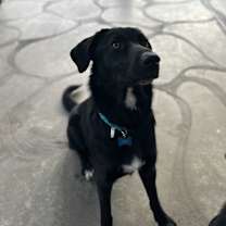 Thumbnail photo of Pio #1