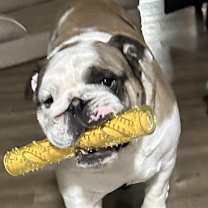 Thumbnail photo of Caesar #3