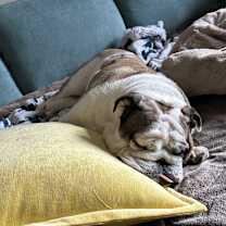 Thumbnail photo of Caesar #4