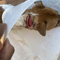 Thumbnail photo of Oscar #2