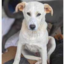 Thumbnail photo of Goldie #1