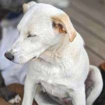 Thumbnail photo of Goldie #2