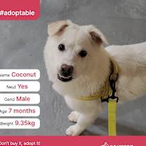 Thumbnail photo of Coconut(D) #1