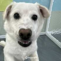 Thumbnail photo of Coconut(D) #2