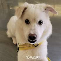 Thumbnail photo of Coconut(D) #3
