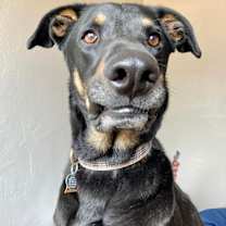 Thumbnail photo of Penny #1