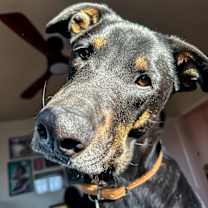 Thumbnail photo of Penny #2