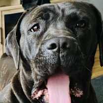 Thumbnail photo of Luna - *CRITICAL IN DANGER* NEEDS IMMED FOSTER #1