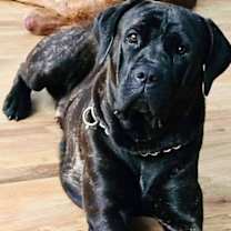 Thumbnail photo of Luna - *CRITICAL IN DANGER* NEEDS IMMED FOSTER #2