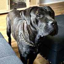 Thumbnail photo of Luna - *CRITICAL IN DANGER* NEEDS IMMED FOSTER #3