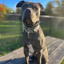 Thumbnail photo of Griffin #1