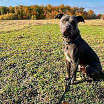 Thumbnail photo of Griffin #2
