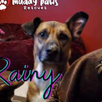 Thumbnail photo of Rainy (Courtesy Post) #1