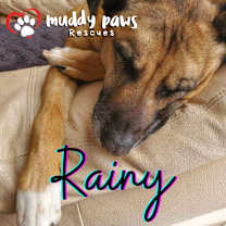 Thumbnail photo of Rainy (Courtesy Post) #2